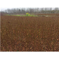 九江植树造林用枫香基地位置在哪