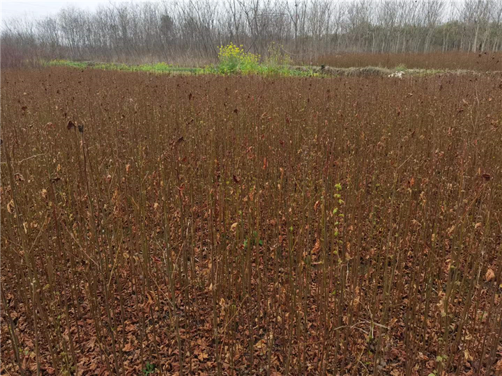 九江植树造林用枫香基地位置在哪