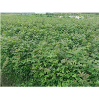 九江工程苗木用枫香成品苗哪家存活率高
