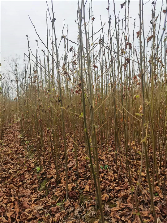 九江植树造林用枫香出售联系电话是多少