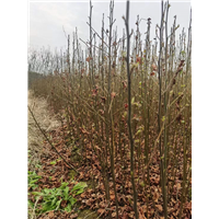 九江植树造林用枫香询价电话是多少