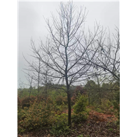 九江植树造林用枫香基地哪家服务好