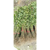 九江工程苗木用枫香出售联系电话是多少