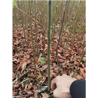 九江园林绿化用枫香出售联系电话是多少