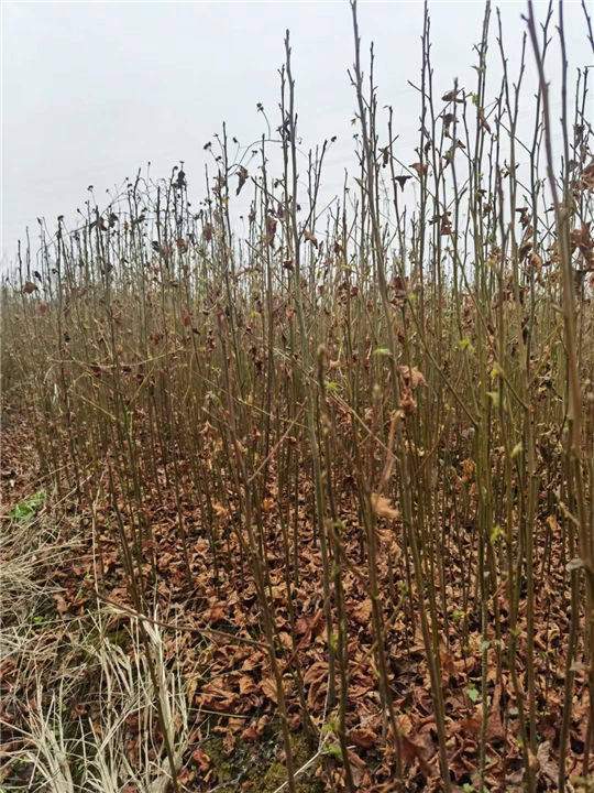 九江植树造林用枫香哪家口碑好