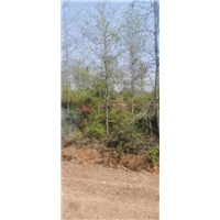九江市政苗木用枫香基地哪里有