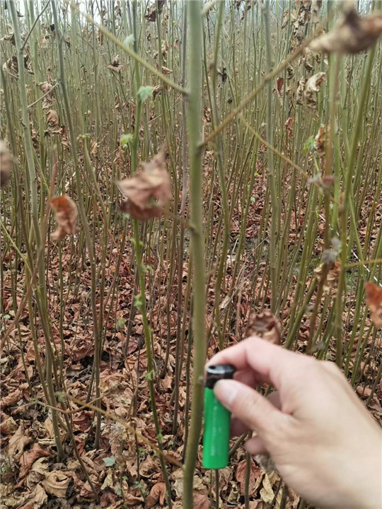 九江别墅观赏用枫香基地哪家便宜点