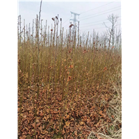 九江乡镇绿化用枫香基地哪家质量好点