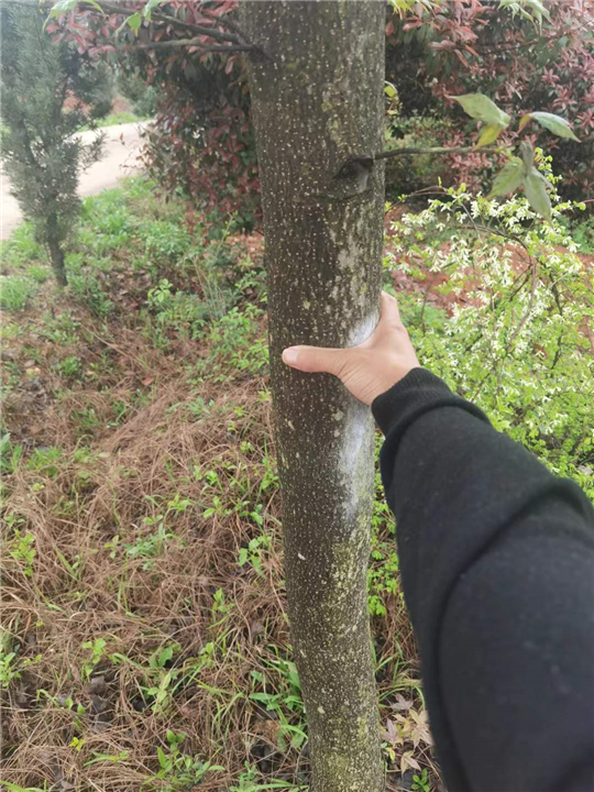 九江市政苗木用枫香供应基地在哪里