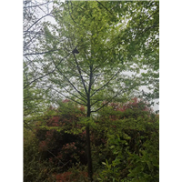 九江别墅观赏用枫香基地哪里有