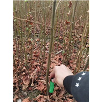 九江植树造林用枫香出售基地在哪里