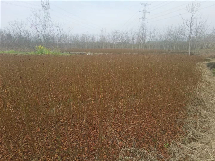 九江枫香易栽种庭院美观用