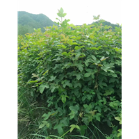 九江校园绿化用枫香一株多少钱