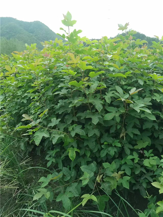 九江工程绿化用枫香采购电话多少