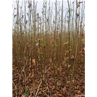 九江植树造林用枫香成品苗价格