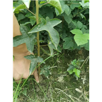 九江乡镇绿化用枫香供应基地哪家好