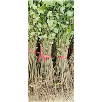 九江植树造林用枫香成品苗一颗多少钱
