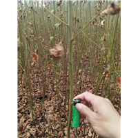 九江植树造林用枫香小苗多少钱