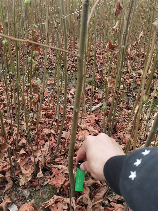九江枫香绿化树校园绿化用