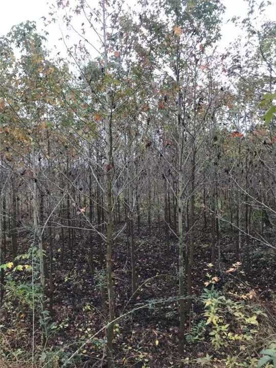 九江别墅观赏用枫香基地位置在哪