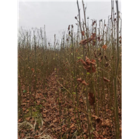 九江植树造林用枫香出售基地哪家好