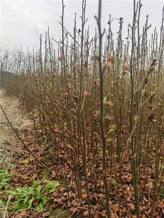 九江植树造林用枫香询价电话是多少