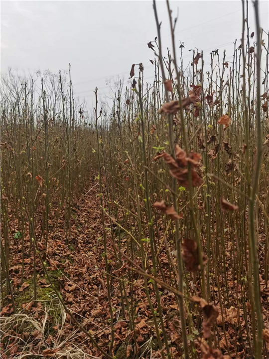 九江别墅观赏用枫香基地咨询电话多少