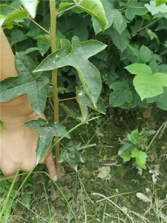 九江乡镇绿化用枫香供应基地哪家好
