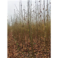 九江别墅观赏用枫香基地位置在哪