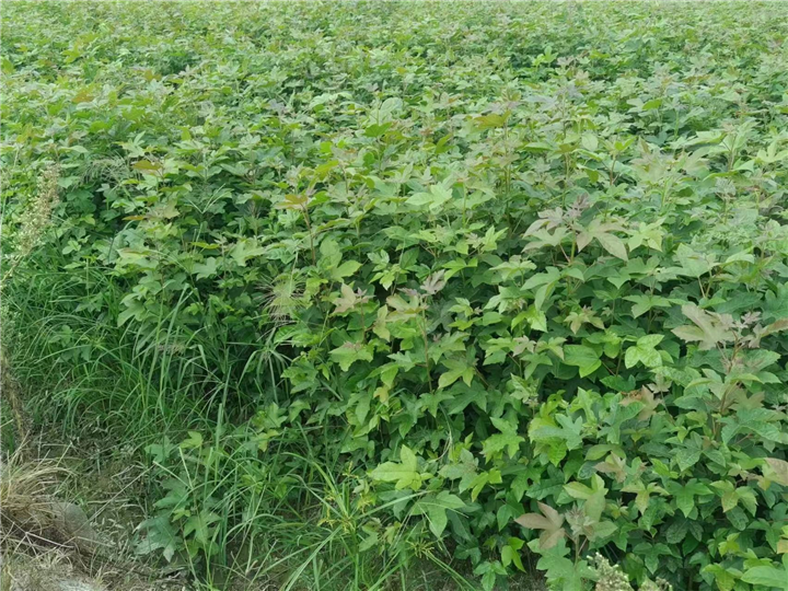 九江园林绿化用枫香小苗哪家口碑好