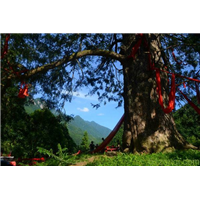 武当山旅游包车 