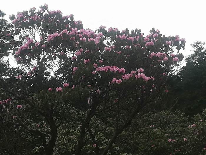 神农架旅游包车师傅