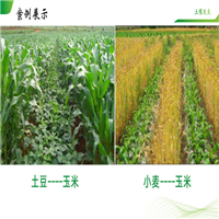 兰州农业治理
