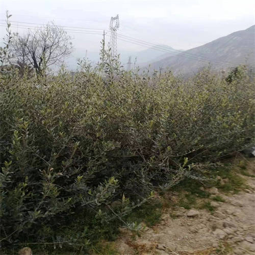 武都油橄榄苗