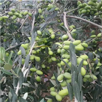 甘肃油橄榄苗种植基地
