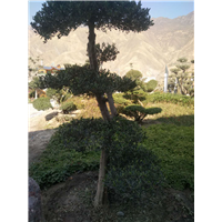 油橄榄苗 