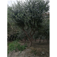 甘肃油橄榄树苗