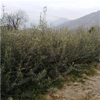 武都油橄榄苗