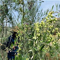 中国油橄榄树种植区