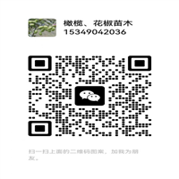 甘肃武都梅花花椒苗批发