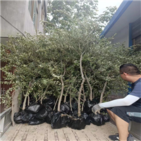 甘肃橄榄苗