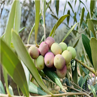 四川油橄榄种植基地