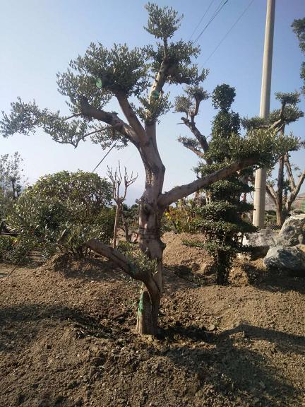 油橄榄苗 