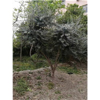甘肃武都引进油橄榄苗品种