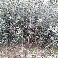 甘肃花椒苗基地