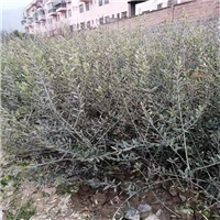 甘肃油橄榄苗
