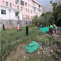 甘肃花椒苗基地
