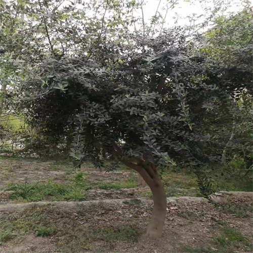 云南油橄榄苗