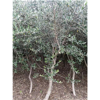 甘肃油橄榄苗培育基地
