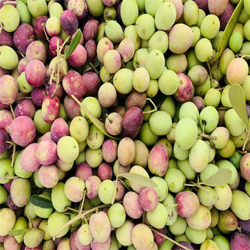 中国四大油橄榄种植区